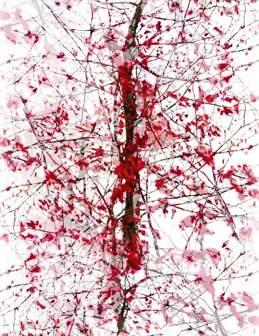 Shedding Red