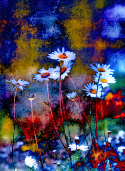 Daisy Knights
