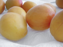 Apricots