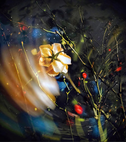 Facing Stars (Backward Rose)