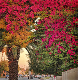 Bougainvillia