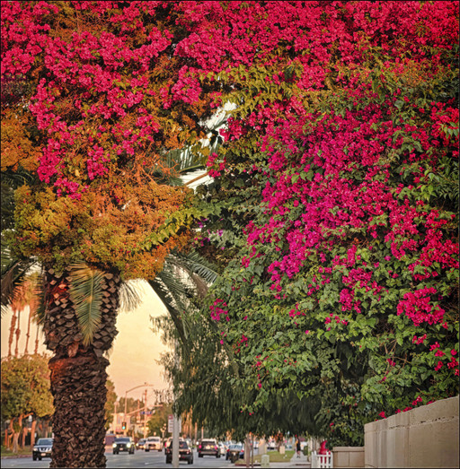 Bougainvillia