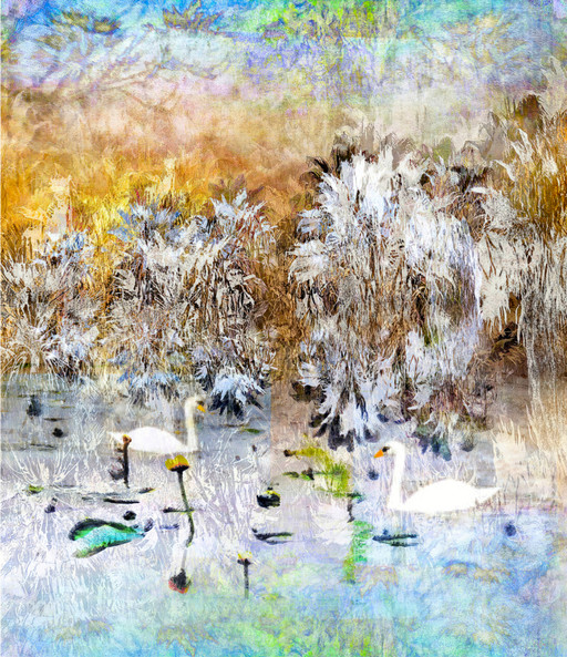 Palms and Swans