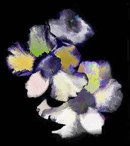 Fleurs et nuit