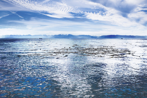 Salish Sea (Impression)