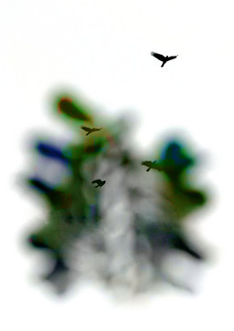 Anaheim Bird (Portrait, Kyoto)