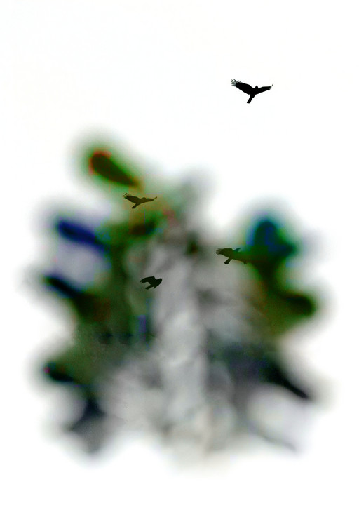 Anaheim Bird (Portrait, Kyoto)