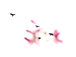 Anaheim Bird (Landscape)