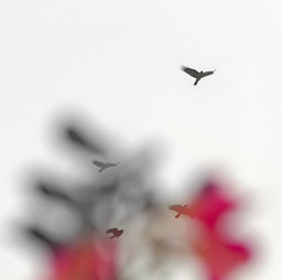 Anaheim Bird (Square, TDOT)