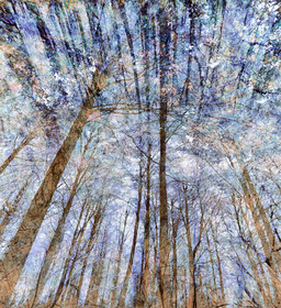 Blue Forest