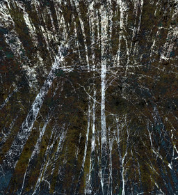 Blue Forest — Roots