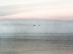 Birds — Crop