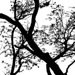 Branches