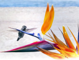 Colibri