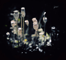 Poppy Straws