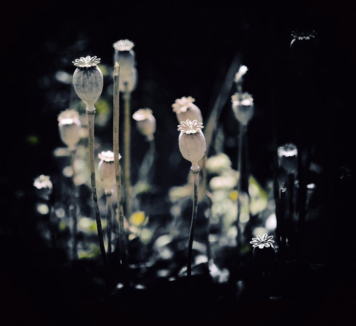 Poppy Straws