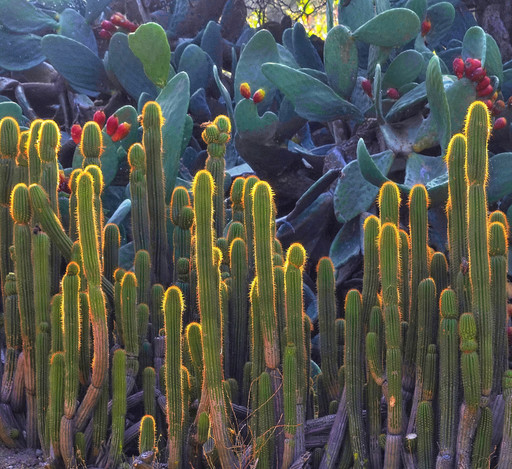 Prickly Pears
