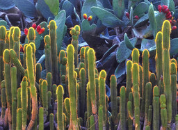 Prickly Pears — Crop