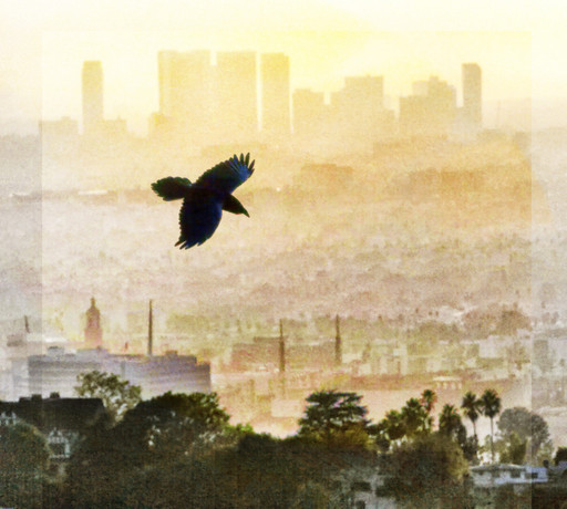 Griffith Crow
